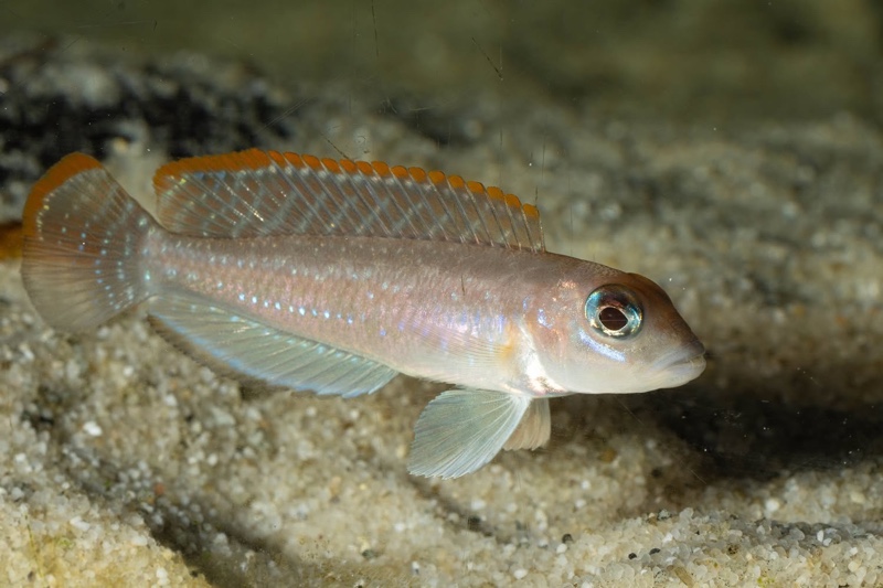 Lamprologus ornatipinnis 'Mwamgongo'